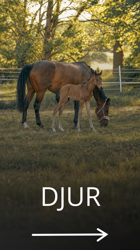 Djur