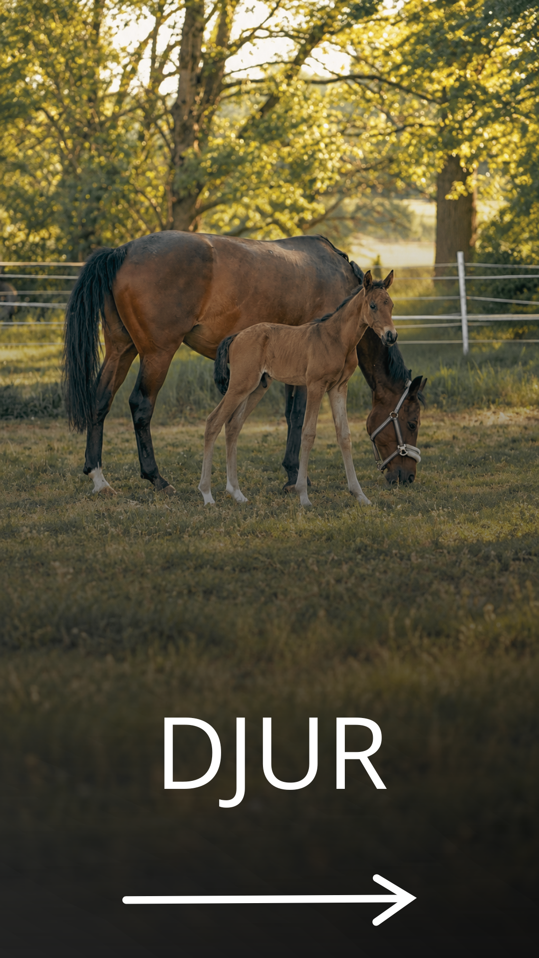 Djur